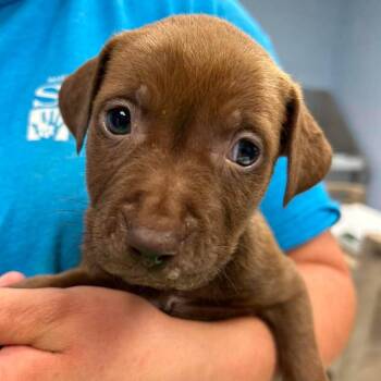 Pink Matcha Latte -  Pit Bull Terrier and Mixed Breed Dog for Adoption in Martinsville, Virginia - Pink Matcha Latte | PetCurious
