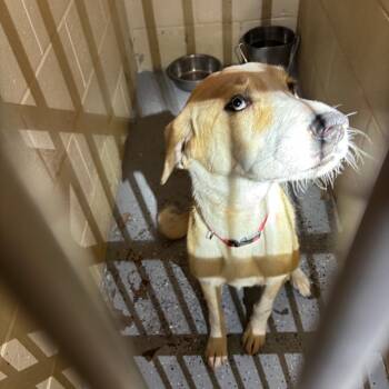 Rescue Yellow Labrador Retriever Dogs for Adoption in Douglas, Arizona - (CCSO) Sunney | PetCurious