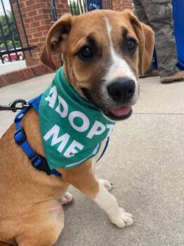 Boxer Dogs Available for Adoption in Rutherfordton, North Carolina - Cinnamon | PetCurious