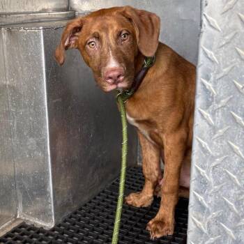 Bennett -  Retriever Dog for Adoption in Birmingham, Alabama - Bennett | PetCurious