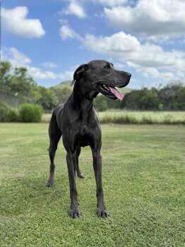Ellie May -  Great Dane Dog for Adoption in Helotes, Texas - Ellie May | PetCurious