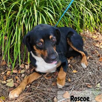 Roscoe -  Mixed Breed Dog for Adoption in Buffalo, Minnesota - Roscoe | PetCurious