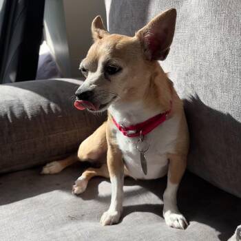 Sammy -  Chihuahua Dog for Adoption - Sammy | PetCurious