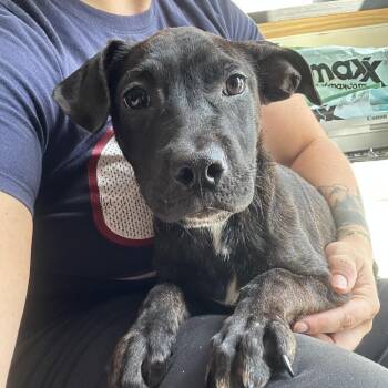 Sadie -  Mountain Cur and Mixed Breed Dog for Adoption in Webster, Texas - Sadie | PetCurious