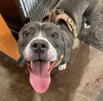 Mixed Breed Dogs Available for Adoption in Cincinnati, Ohio - Kodak | PetCurious