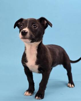 Labrador Retriever Dogs Available for Adoption - Button | PetCurious