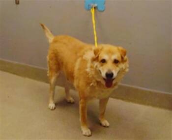 GOLDEN POOF -  Labrador Retriever Dog for Adoption in Las Vegas, Nevada - GOLDEN POOF | PetCurious
