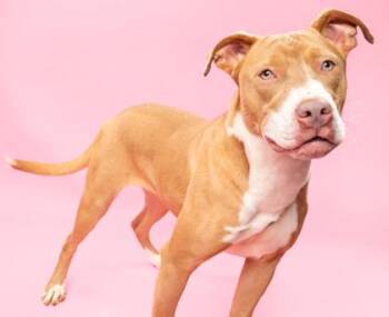 Baby -  Mixed Breed Dog for Adoption in Fort Worth, Texas - Baby | PetCurious