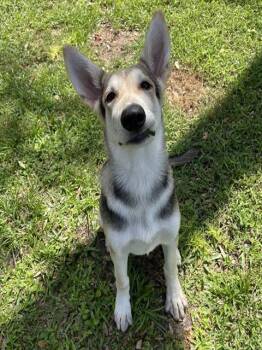 ALLIGATOR -  German Shepherd Dog Dog for Adoption in Palmetto, Florida - ALLIGATOR | PetCurious