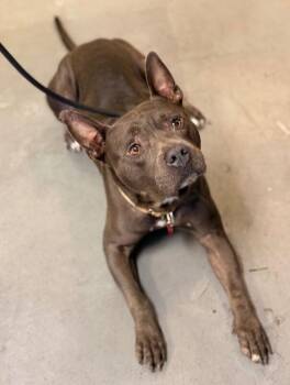 Magic -  Pit Bull Terrier and Mixed Breed Dog for Adoption in Los Angeles, California - Magic | PetCurious