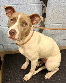 Tatiana -  Mixed Breed Dog for Adoption in Chamblee, Georgia - Tatiana | PetCurious