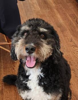 Rescue Bernadoodle Dogs for Adoption in New Canaan, Connecticut - Monty | PetCurious
