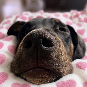 Slick -  Hound and Shepherd Dog for Adoption in Saugus, Massachusetts - Slick | PetCurious