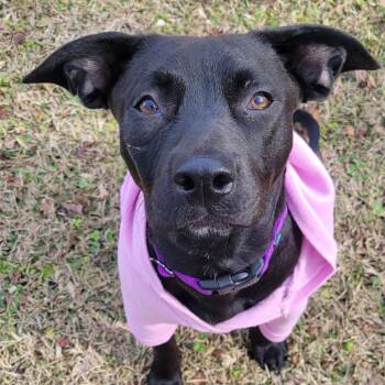 Mixed Breed Dogs Available for Adoption in Beulaville, North Carolina - Autumn | PetCurious