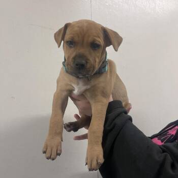 Steve -  Pit Bull Terrier and Mixed Breed Dog for Adoption in Belfair, Washington - Steve | PetCurious