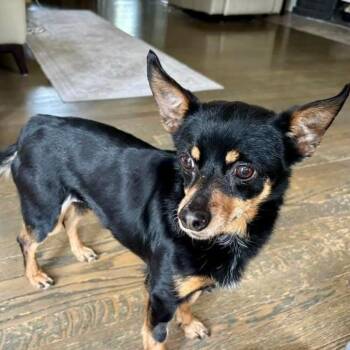 Gia -  Chihuahua and Dachshund Dog for Adoption in Grand Rapids, Michigan - Gia | PetCurious