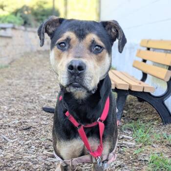 Bruno FKA Mars -  Labrador Retriever and Boxer Dog for Adoption in Falls Church, Virginia - Bruno FKA Mars | PetCurious