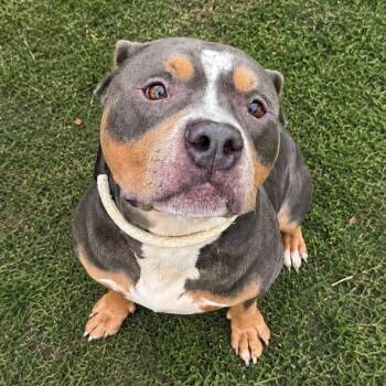 Leo -  Pit Bull Terrier Dog for Adoption in Jersey City, New Jersey - Leo | PetCurious