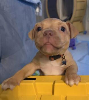 A2092767 -  Staffordshire Bull Terrier and Mixed Breed Dog for Adoption in Houston, Texas - A2092767 | PetCurious