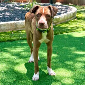 Butters -  Terrier and Mixed Breed Dog for Adoption in Corpus Christi, Texas - Butters | PetCurious