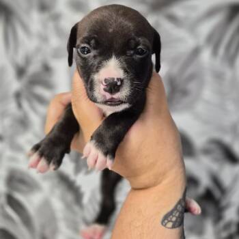 Basset Hound Dogs Available for Adoption in Wahiawa, Hawaii - Queen | PetCurious