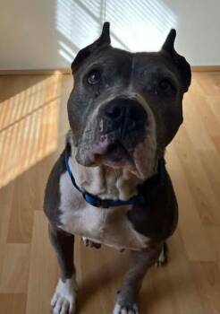 American Staffordshire Terrier and Mixed Breed Dogs Available for Adoption - LAVENDER | PetCurious