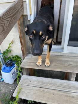 Lil Bit -  Hound Dog for Adoption in Riverdale, New Jersey - Lil Bit | PetCurious