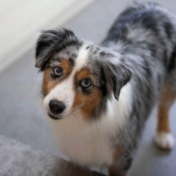 Australian Shepherd Dogs Available for Adoption - Sapphire (MR26-320) | PetCurious