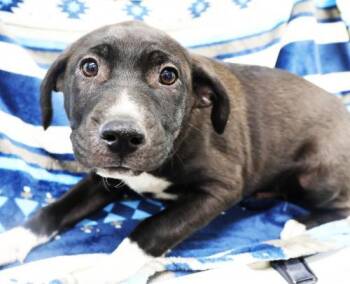 Meatball -  Labrador Retriever Dog for Adoption in Thief River Falls, Minnesota - Meatball | PetCurious
