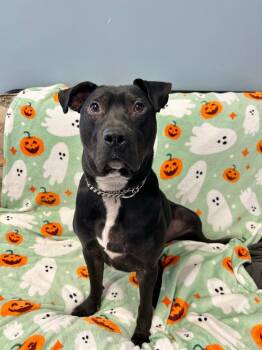 Wyatt -  Pit Bull Terrier Dog for Adoption in Marion, Ohio - Wyatt | PetCurious
