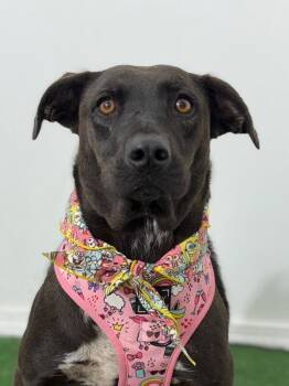 Black Labrador Retriever and Terrier Dogs Available for Adoption - Regan | PetCurious
