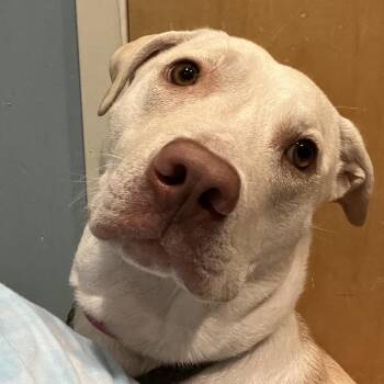 Ocean -  Mixed Breed Dog for Adoption in Chattanooga, Tennessee - Ocean | PetCurious