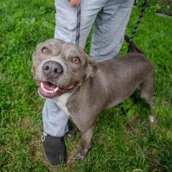Gemma -  American Bulldog and Mixed Breed Dog for Adoption in Pawling, New York - Gemma | PetCurious