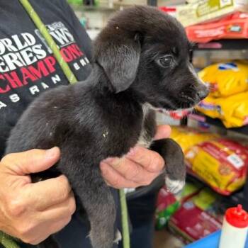 Erin -  Mixed Breed Dog for Adoption in Chicago, Illinois - Erin | PetCurious