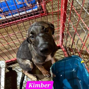 Kimber -  Belgian Shepherd Malinois and Shepherd Dog Available for Adoption in Madill, Oklahoma - Kimber | PetCurious