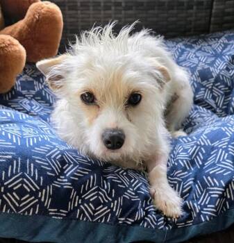 Terrier Dogs Available for Adoption in Gretna, Florida - Estrella 1 | PetCurious