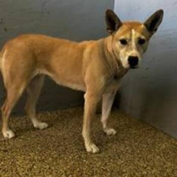 Felicia -  Carolina Dog Dog for Adoption in Incline Village, Nevada - Felicia | PetCurious