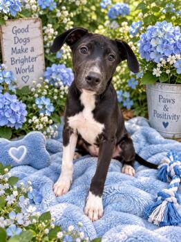 Oscar -  Labrador Retriever Dog for Adoption in Wanaque, New Jersey - Oscar | PetCurious