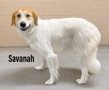 Collie and Great Pyrenees Dogs Available for Adoption in Clearfield, Kentucky - Savanah | PetCurious