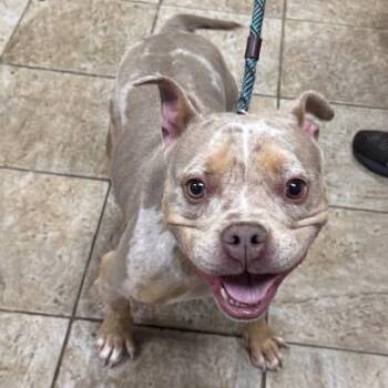 Rescue Pit Bull Terrier and Bulldog Dogs for Adoption in Bloomfield, Connecticut - Carma | PetCurious