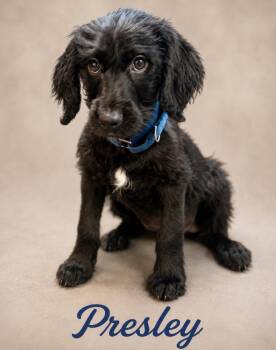 PRESLEY -  Poodle and Labrador Retriever Dog for Adoption in Crossville, Tennessee - PRESLEY | PetCurious