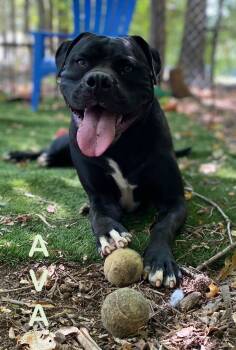 Rescue American Bulldog Dogs for Adoption in Greenville, South Carolina - Ava | PetCurious