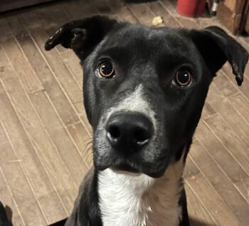 Rescue Australian Kelpie Dogs for Adoption in Spring, Texas - Wags | PetCurious