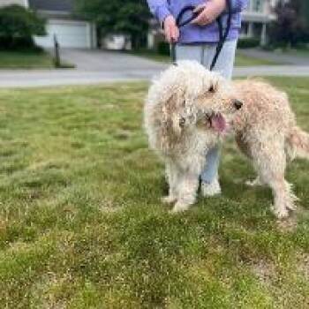 Lily -  Poodle Dog for Adoption in Monticello, New York - Lily | PetCurious