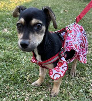 MINNIE -  Chiweenie Dog for Adoption in Bell Gardens, California - MINNIE | PetCurious