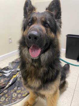 German Shepherd Dog Dogs Available for Adoption in Fall River, Massachusetts - Kali | PetCurious