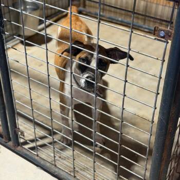 Sassy -  Cattle Dog and Mixed Breed Dog for Adoption in Fort Smith, Arkansas - Sassy | PetCurious