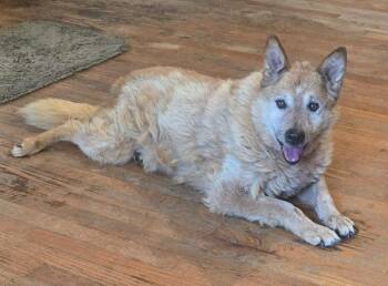 Buster -  Australian Cattle Dog Blue Heeler Dog for Adoption in Millcreek, Utah - Buster | PetCurious