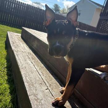 Mixed Breed Dogs Available for Adoption in Fairport, New York - Misty | PetCurious