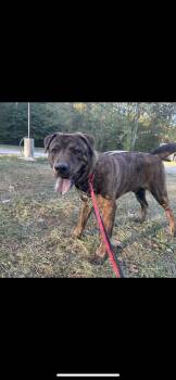 Rescue Mixed Breed Dogs for Adoption in Warren, Ohio - Marley | PetCurious